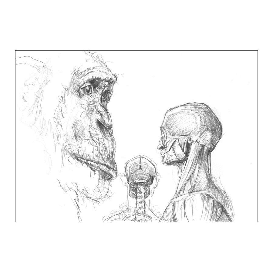 GREAT APE 1