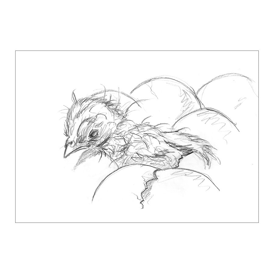 DAY-OLD CHICK 1