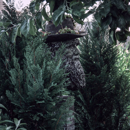 darwin büste zwischen scheinzypressen guckt auf ausstellungsgarten von roland straller