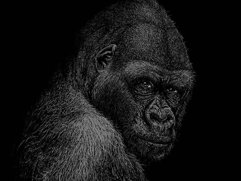 HUMAN ANIMALS serie