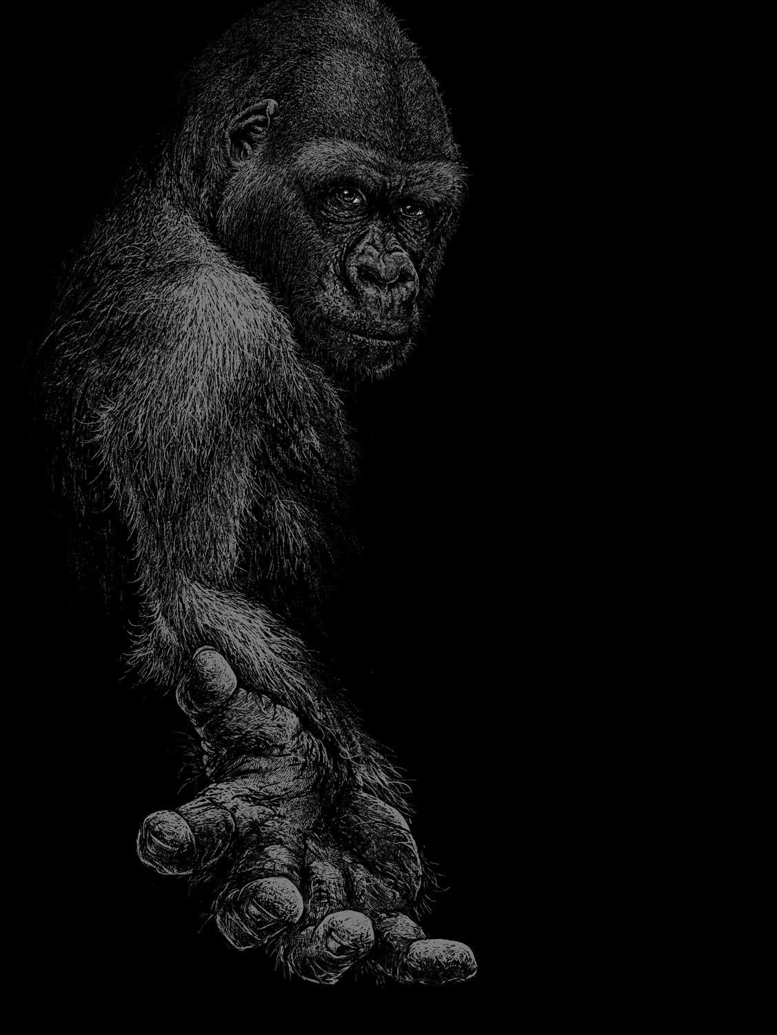 GREAT APE
