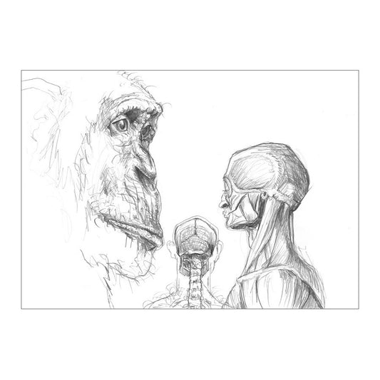 GREAT APE 1