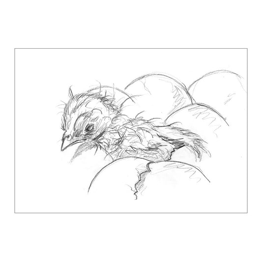 DAY-OLD CHICK 1