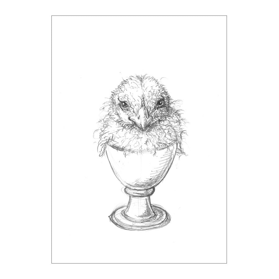 DAY-OLD CHICK 2