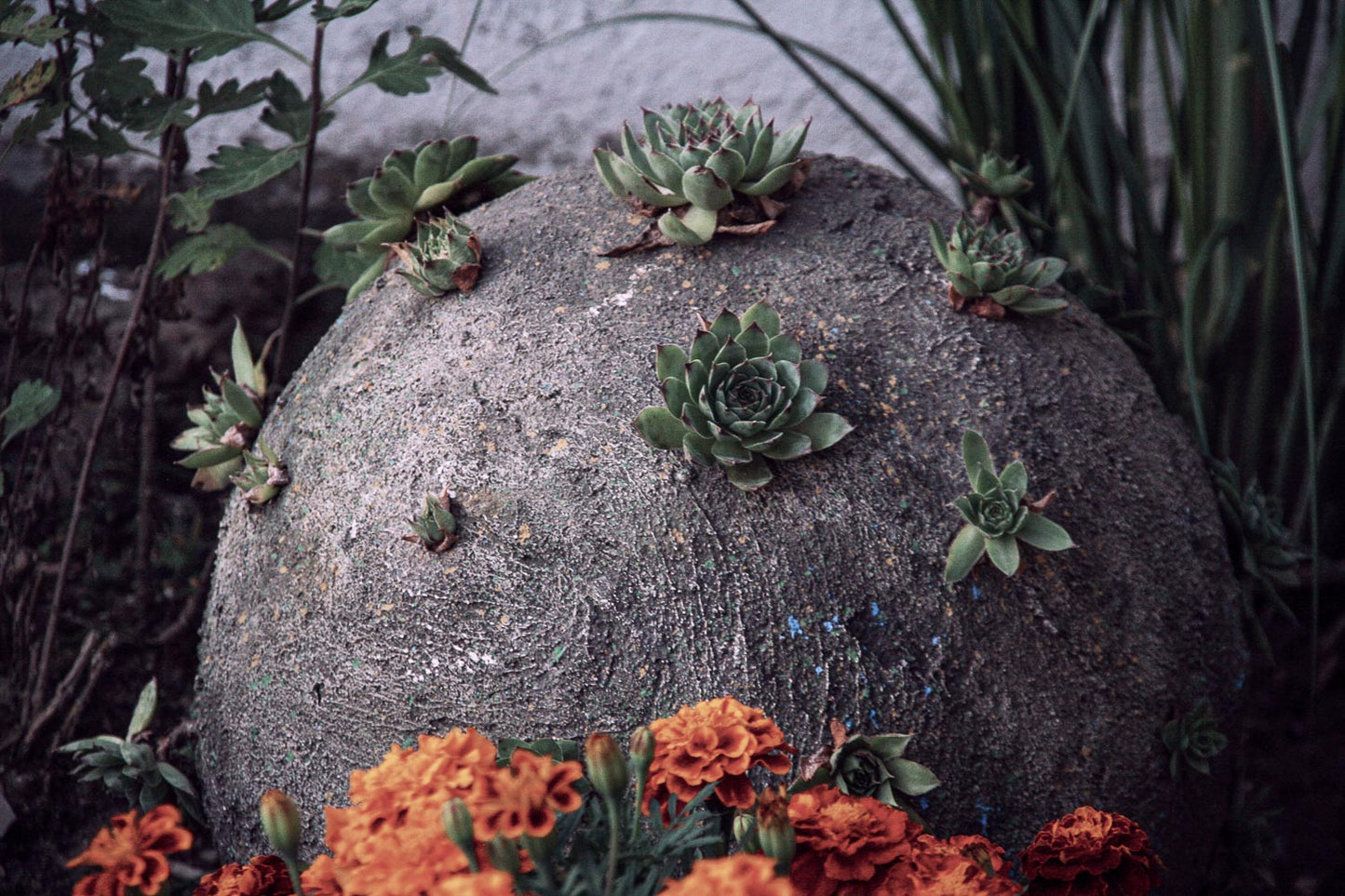 detail ansicht der großen Omikron Corona Skulptur Variante - eingebettet im Tagetes Blumen Beet