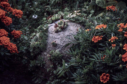 bepflanzte corona kugel skulptur delta variante mit durchmesser 35cm im tagetes blumen beet