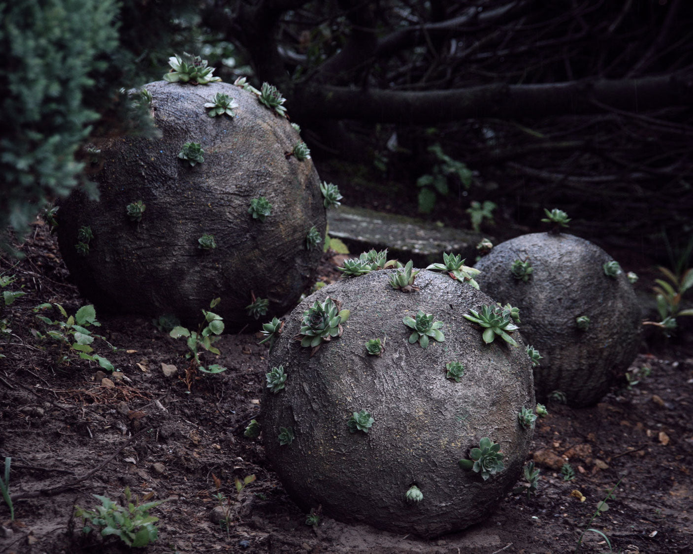 corona viren als befüllte beton kugeln mit hauswurz krönchen rollen durch den ausstellungsgarten von künstler roland straller