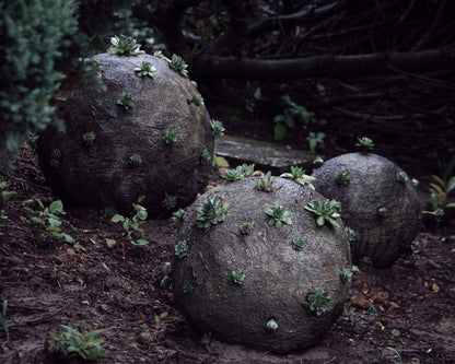 corona viren als befüllte beton kugeln mit hauswurz krönchen rollen durch den ausstellungsgarten von künstler roland straller
