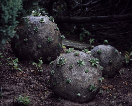 corona viren als befüllte beton kugeln mit hauswurz krönchen rollen durch den ausstellungsgarten von künstler roland straller