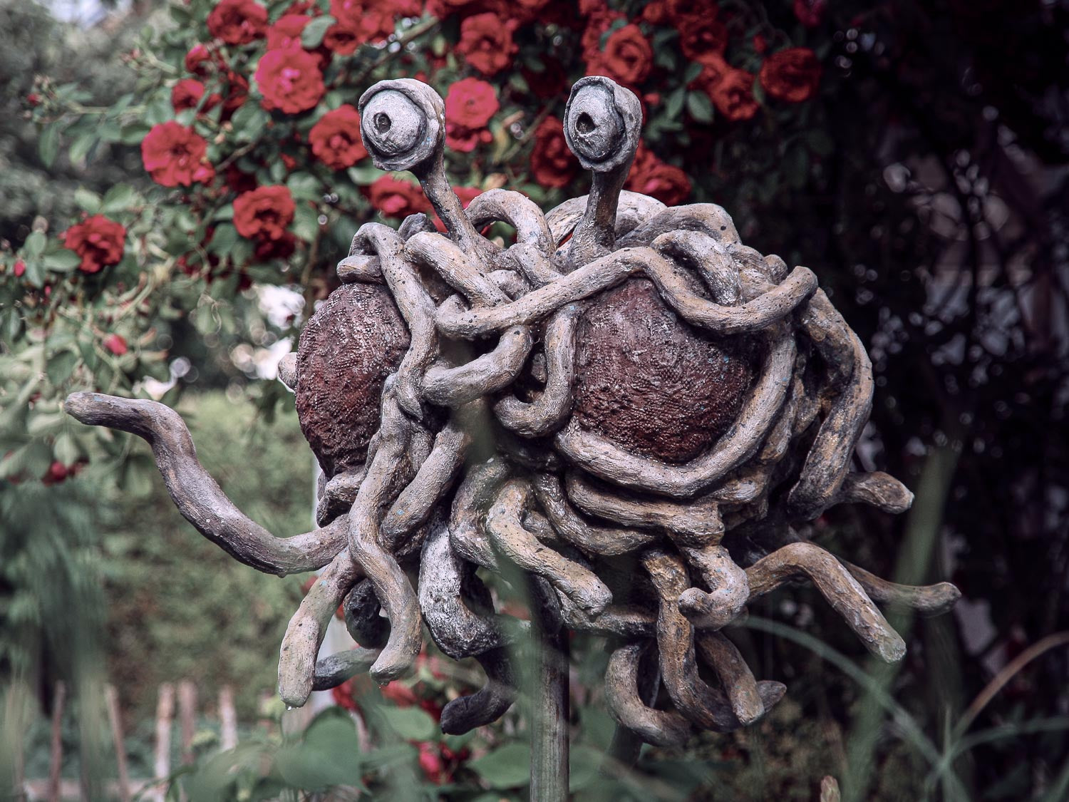 das FSM mit seinen nudeligen Anhängsel schwebend vor Rosenstrauch -halbprofil - ein nudel streckt er aus zum touchen