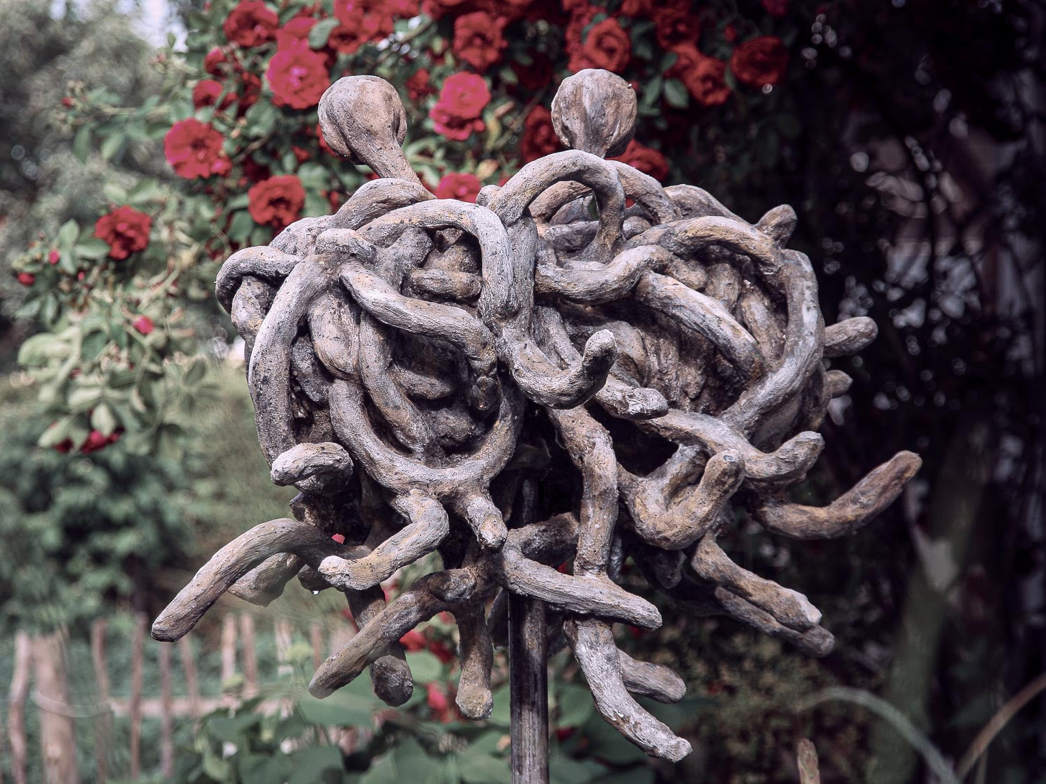 das FSM mit seinen nudeligen Anhängsel schwebend vor Rosenstrauch in Strallaga von hinten 
