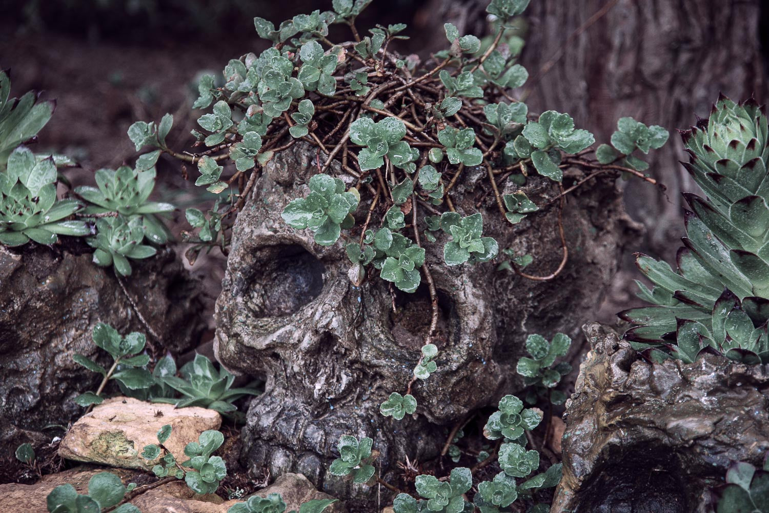 Hohlkopf „Joseph” mit Sedum wuchs aus der Schädeldecke