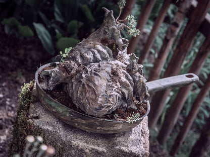 herz aus beton stein in einer alten pfanne gebettet auf einem podest stein im garten