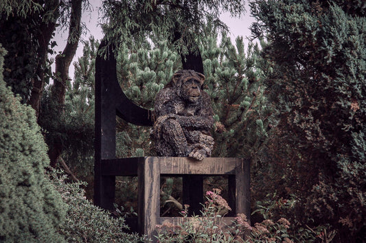 schimpansen statue auf großem holzstuhl thron