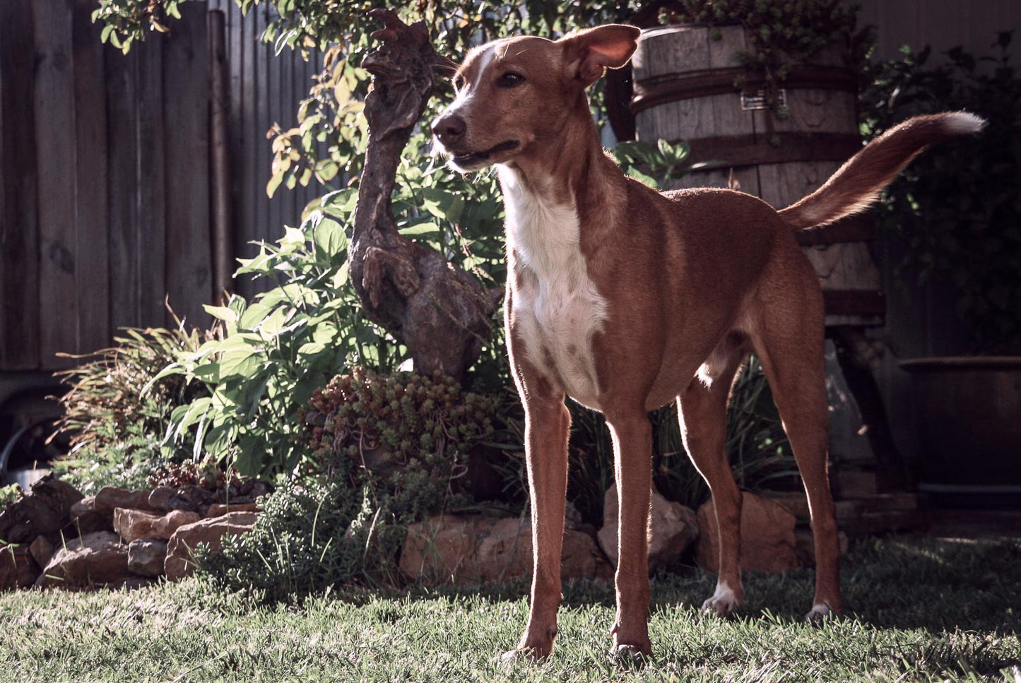 unser hund luniz neben gisbert im garten von abendsonne erleuchtet